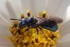 Ceratina chalybea